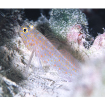 Asterropteryx ovata Shibukawa et Suzuki, 2007