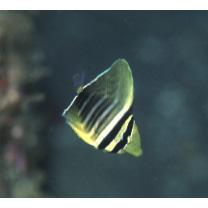 Zebrasoma veliferum (Bloch, 1795)