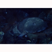 Cottus kazika Jordan et Starks, 1904