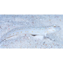 Echinogobius hayashii Iwata, Hosoya et Niimura, 1998