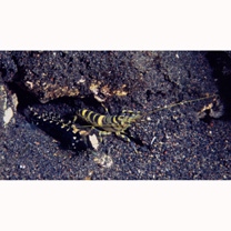 Cryptocentrus maudae Fowler, 1937