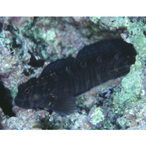 Istiblennius enosimae (Jordan et Snyder, 1902)