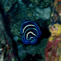 Pomacanthus semicirculatus (Cuvier, 1831)