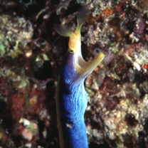 Rhinomuraena quaesita Garman, 1888