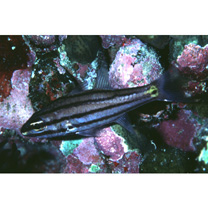 Cheilodipterus quinquelineatus Cuvier, 1828