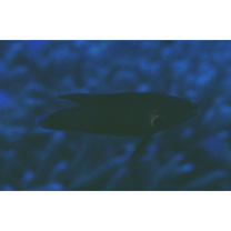 Labropsis manabei Schmidt, 1931