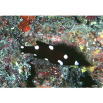 Bodianus axillaris (Bennett, 1832)