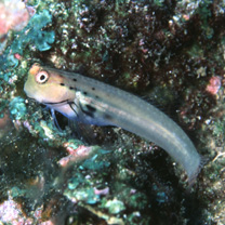 Ecsenius yaeyamaensis (Aoyagi, 1954)