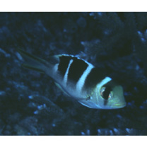 Monotaxis grandoculis (Forsskal, 1775)