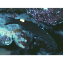 Belonoperca chabanaudi Fowler et Bean, 1930