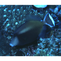 Sufflamen chrysopterum (Bloch et Schneider, 1801)