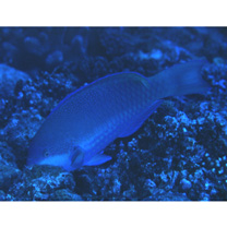 Scarus globiceps Valenciennes, 1840