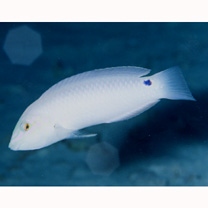 Halichoeres trimaculatus (Quoy et Gaimard, 1834)