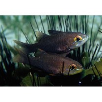 Apogon monospilus Fraser, Randall et Allen, 2002