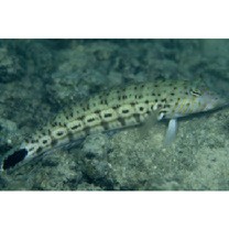 Parapercis xanthogramma Imamura et Yoshino, 2007