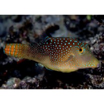 Canthigaster solandri (Richardson, 1845)