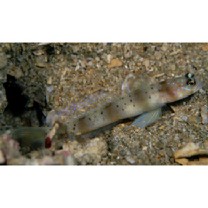 Amblyeleotris arcupinna Mohlmann et Munday, 1999