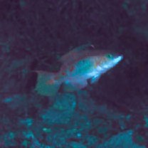 Oxycheilinus bimaculatus (Valenciennes, 1840)