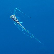 Zu cristatus (Bonelli, 1820)