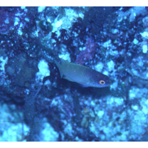 Cirrhilabrus rhomboidalis Randall, 1988