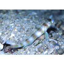 Amblyeleotris arcupinna Mohlmann et Munday, 1999