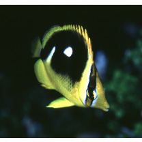 Chaetodon quadrimaculatus Gray, 1831