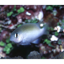 Plectroglyphidodon imparipennis (Vaillant et Sauvage, 1875)