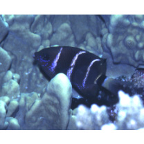 Plectroglyphidodon phoenixensis (Schultz, 1943)