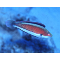 Cirrhilabrus katherinae Randall, 1992