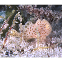 Antennarius commersoni (Latreille, 1804) or A. pictus (Shaw et Nodder, 1794)