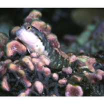 Stanulus talboti Springer, 1968