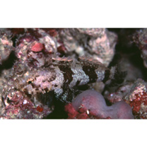 Callogobius sclateri (Steindachner, 1879)