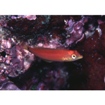 Halichoeres trimaculatus (Quoy et Gaimard, 1834)