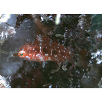 Oxycheilinus bimaculatus (Valenciennes, 1840)