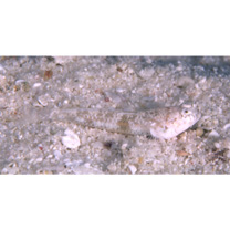 Silhouettea insinuans Smith, 1959