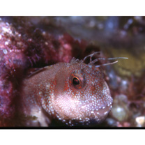 Mimoblennius atrocinctus (Regan, 1908)