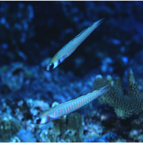 Ptereleotris zebra (Fowler, 1938)