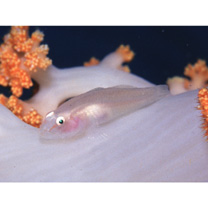 Pleurosicya boldinghi Weber, 1913