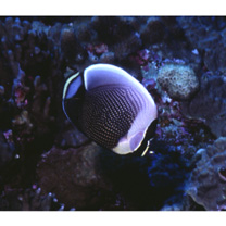 Chaetodon reticulatus Cuvier, 1831