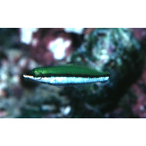 Gomphosus varius Lacepede, 1801