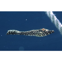 Aluterus scriptus (Osbeck, 1765)