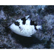 Balistoides viridescens (Bloch et Schneider, 1801)