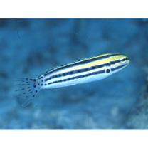 Meiacanthus grammistes (Valenciennes, 1836)