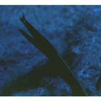 Rhinomuraena quaesita Garman, 1888