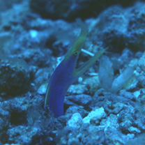 Rhinomuraena quaesita Garman, 1888