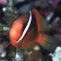Amphiprion frenatus Brevoort, 1856