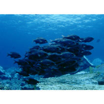 Gnathodentex aureolineatus (Lacepede, 1802)