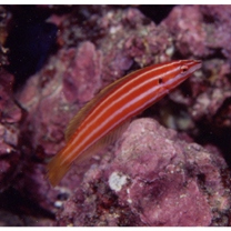 Hologymnosus rhodonotus Randall et Yamakawa, 1988