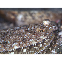 Crossorhombus kobensis (Jordan et Starks, 1906)