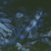 Amblyeleotris arcupinna Mohlmann et Munday, 1999